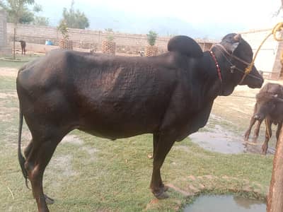 vachra for sale qurbani