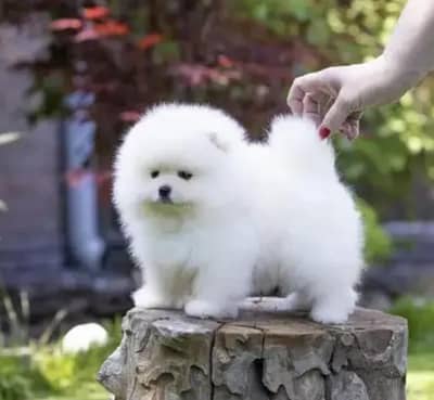 Pomeranian puppies for sale 2 month age