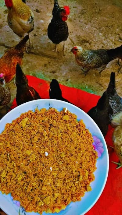 Desi eggs (03444608899)