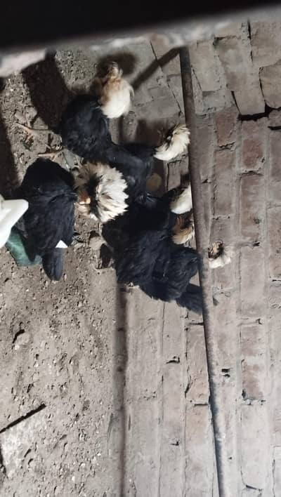 8 polish black for sale 1500 per piece