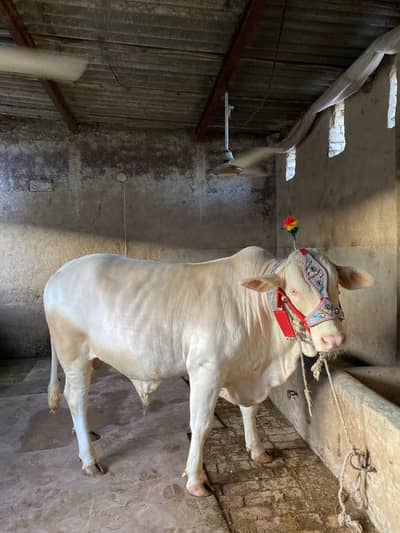 Beautiful white cow / Bull