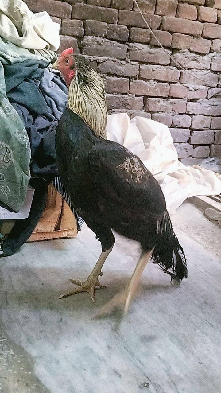 java old blood line. . . . rare 2