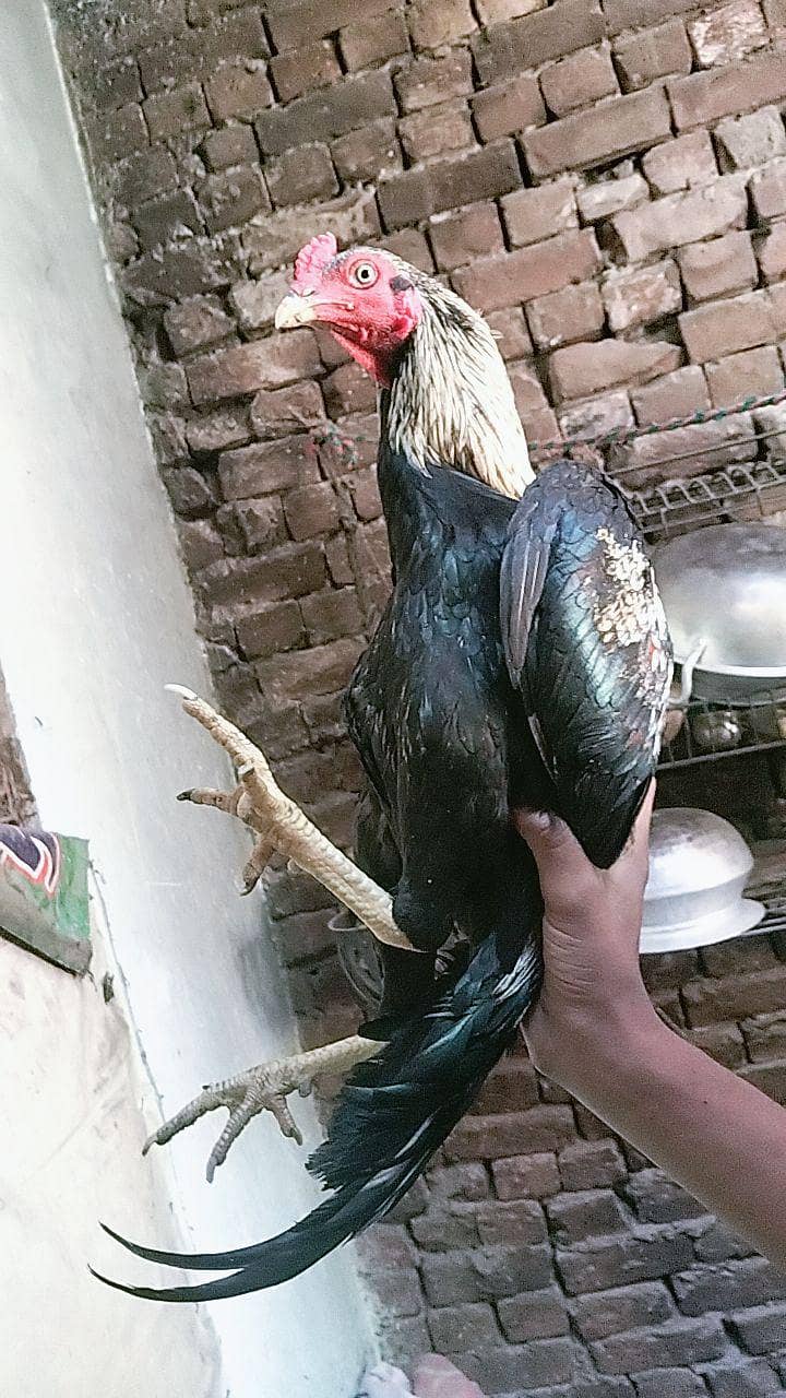 java old blood line. . . . rare 3