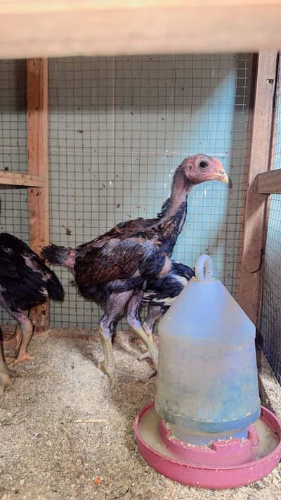shamo Thai cross & pure chicks available