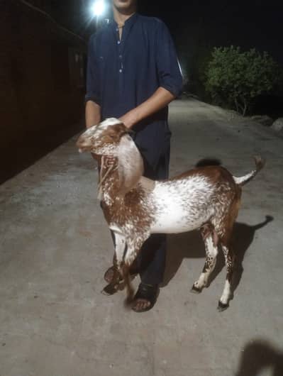 bakri for sale in qarbani