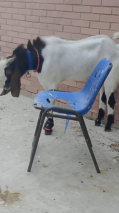2 Danth Bakra for sale