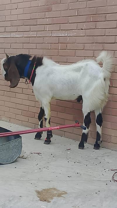2 Danth Bakra for sale