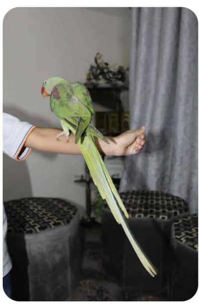 Parrot gift for Pet lovers