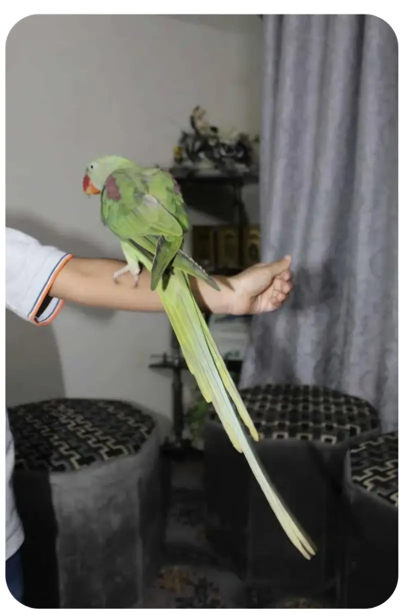 Parrot gift for Pet lovers