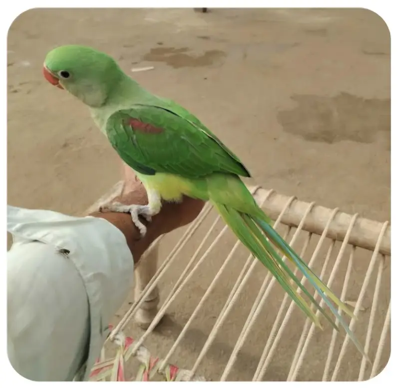 Parrot gift for Pet lovers — photo 2