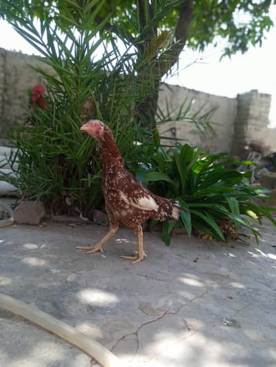 Aseel female hen for sale urgent