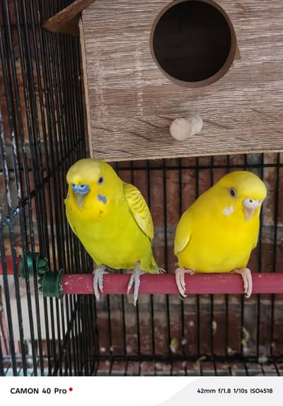 budgie pair available for sell
