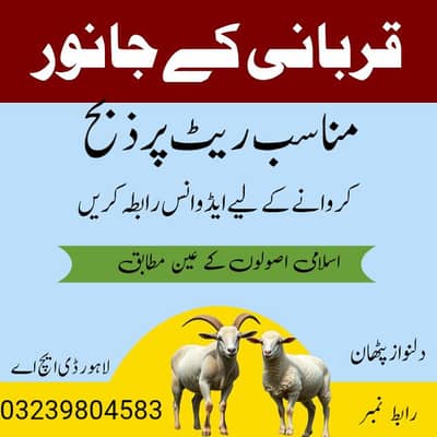 Qasyi/Butcher Service