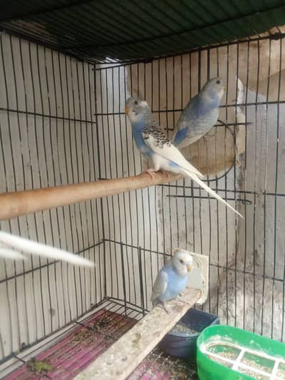 Budgies Male