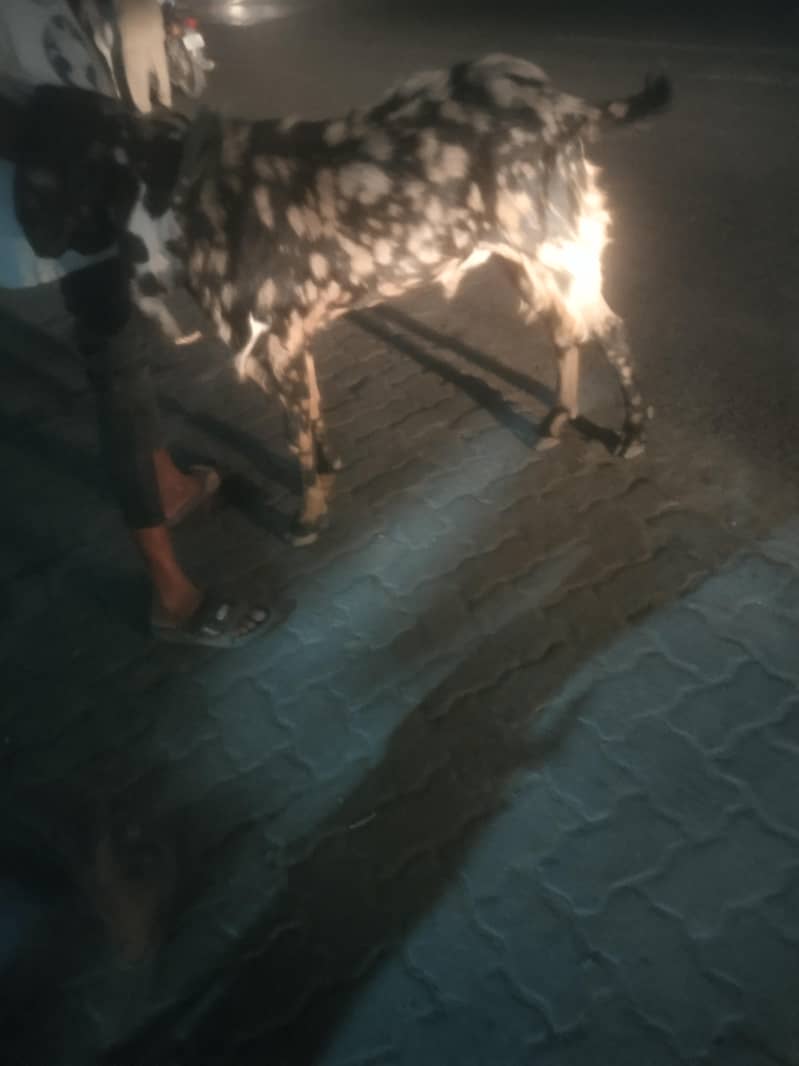 Bakra 0