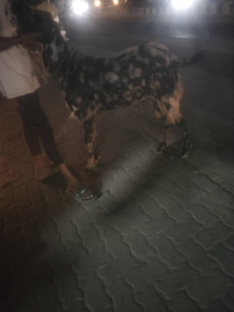 Bakra 1