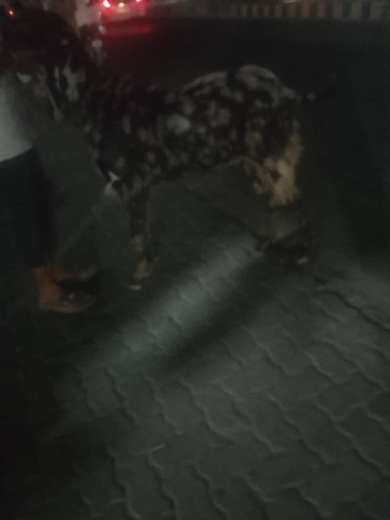 Bakra 2