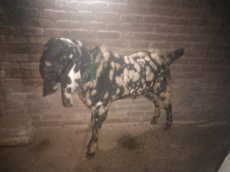 Bakra 3