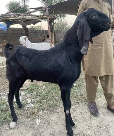 Bakra for qurbani / 03199954461