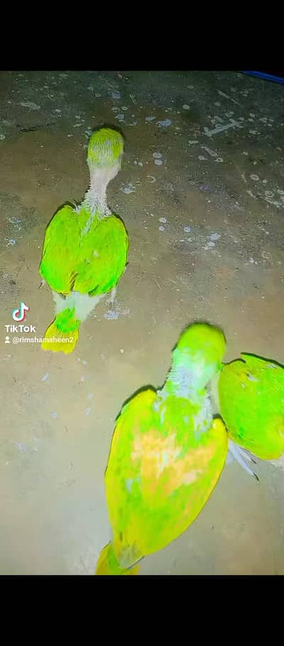 Top Quality Handtame Ringnecks & Cocktails