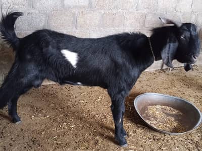 Bakra