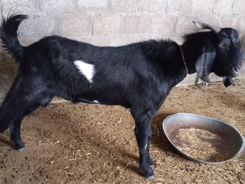 Bakra 0