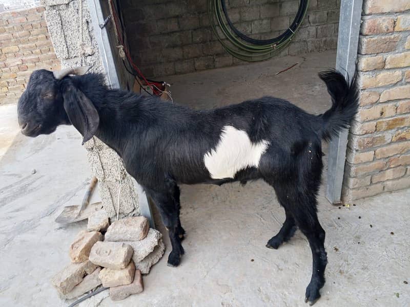 Bakra 1