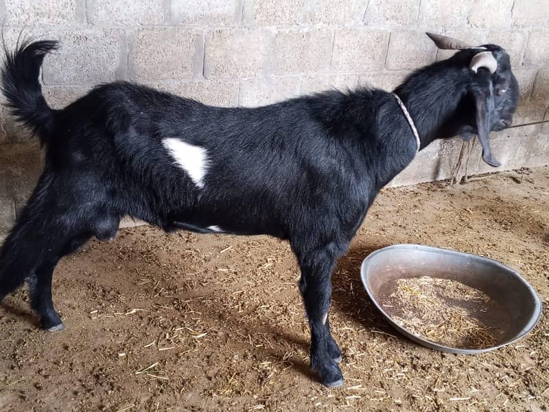 Bakra 2
