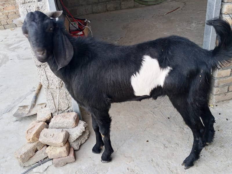 Bakra 3