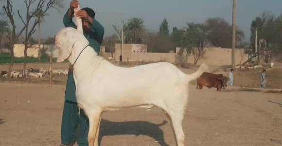 Qurbani ke liye Bakra For Sale call _03228068308