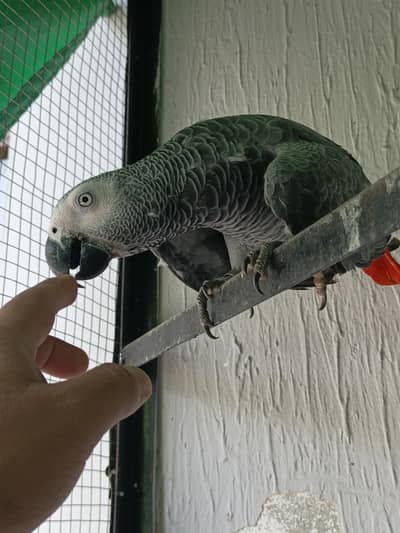 afrian grey parrot