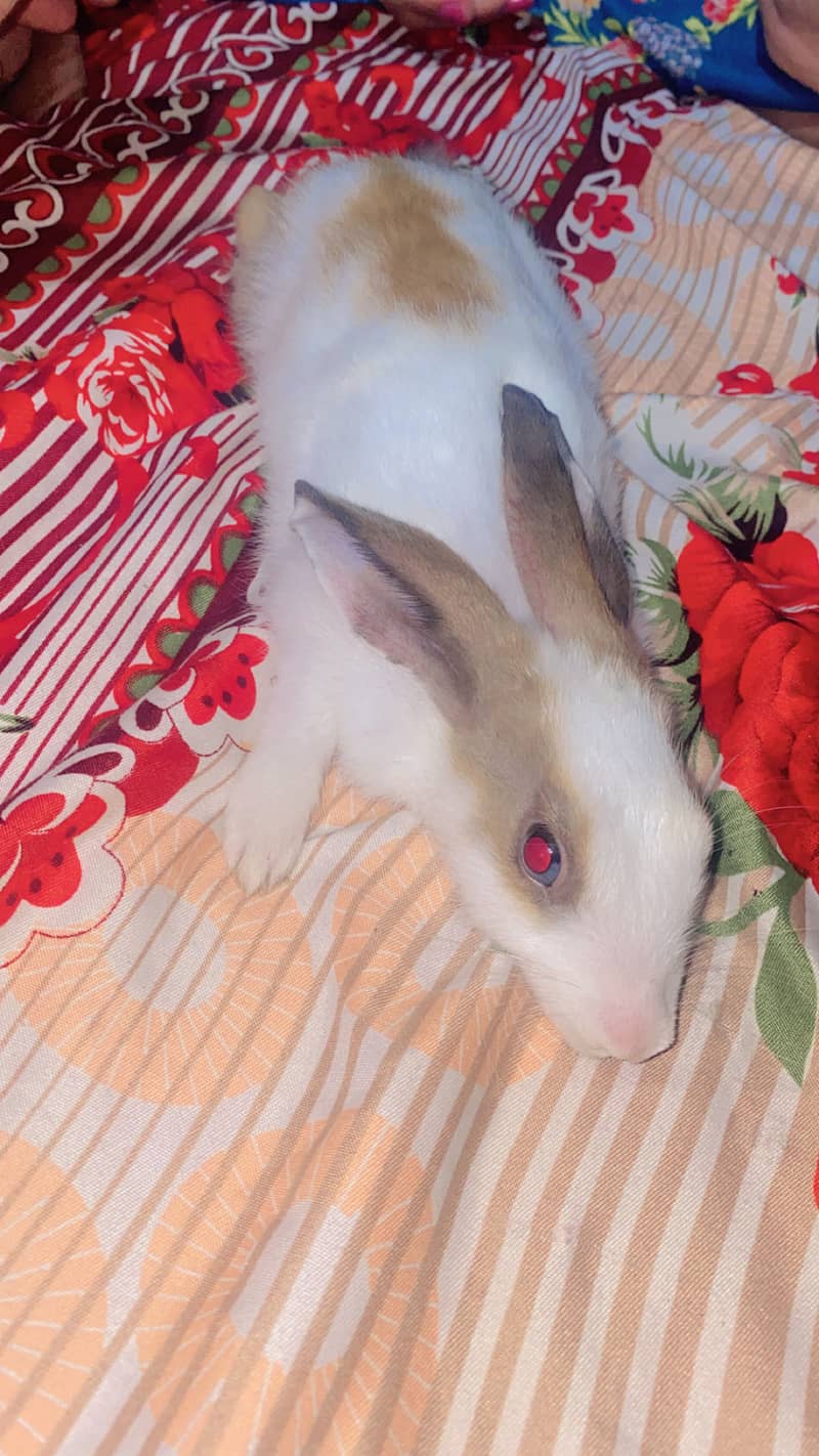 Rabbits 0
