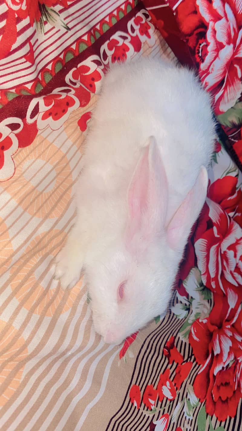 Rabbits 1