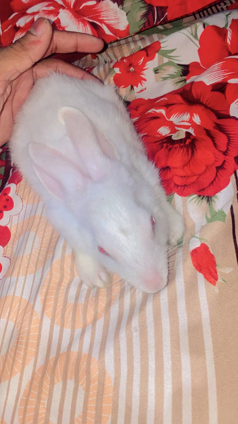 Rabbits 2