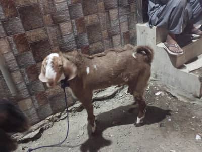 bakra for sale 2 dant hay