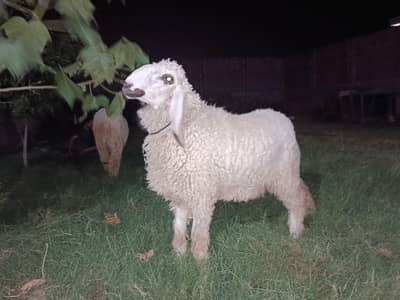khubsoorat Dumba for sale