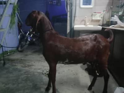 Dessi Bakra