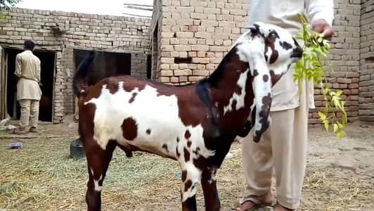 Qurbani lagne wala Rajanpuri Gulabi Bakra for sale/-_03228068308