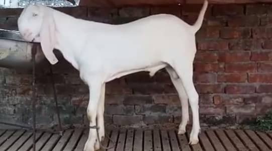 Qurbani lagne wala Rajanpuri Gulabi Bakra for sale/-_03228068308