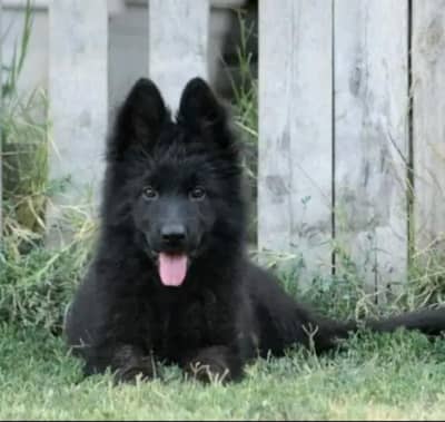GSD Puppy For Sale Whattsapp Number03201503610