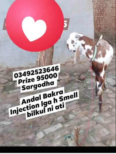 Bakra and Cow  03417748986