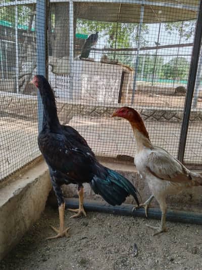 Thai Cross Pair
