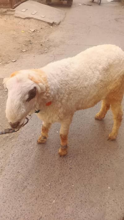 2 sheep h black wala 75 or mundra150k