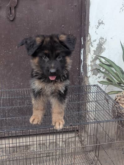 German shepherd long coat male