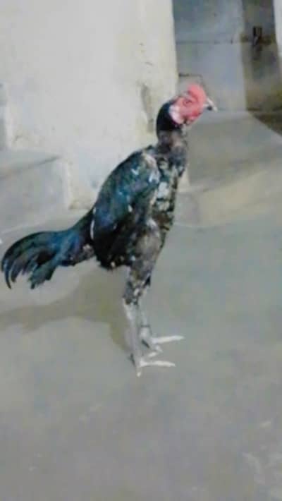 asal thai