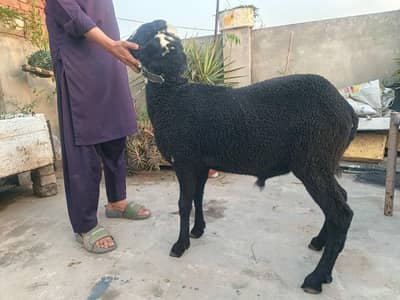 black sheep