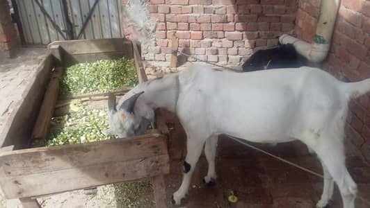 Desi bakra