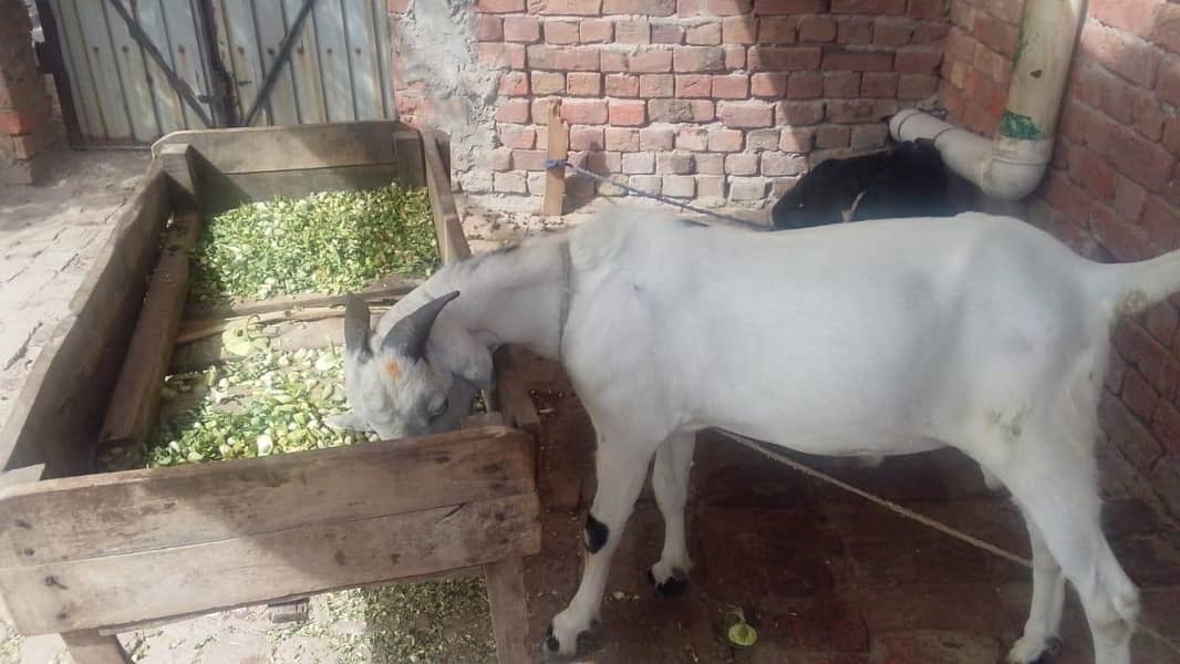 Desi bakra 0