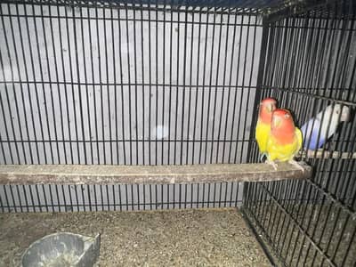 common Lutino red eyes breeder pair