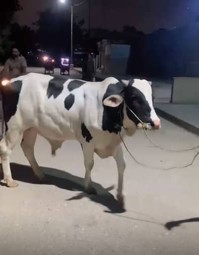Cow available